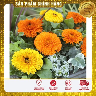 Hạt Giống Hoa Cúc Su Si mix ( 50 hạt )