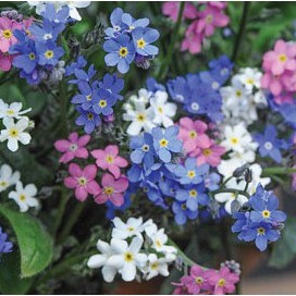 Hạt giống hoa lưu ly - Forgetmenot F1 Mix - 50H