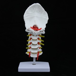 Mô Hình Cơ Thể Người Tỉ Lệ 1: 1