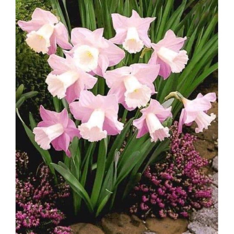 10 Củ hoa thuỷ tiên kép HOA TẾT