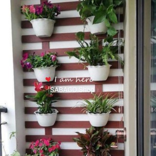 chậu trồng cây treo ốp tường