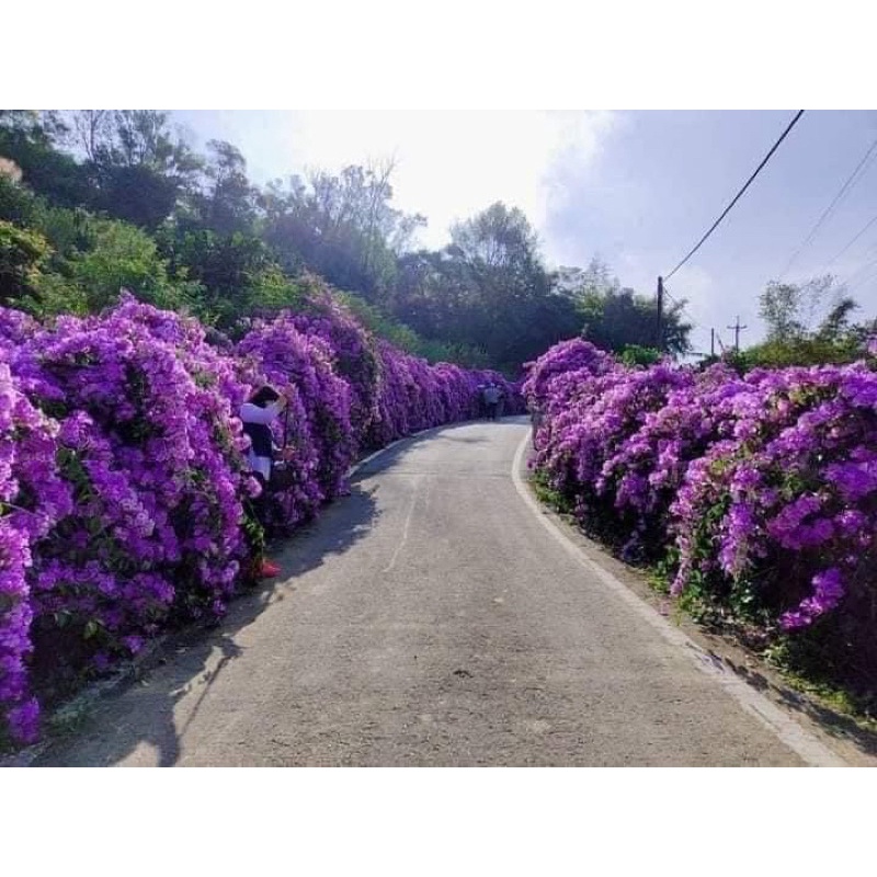 CÂY GIỐNG HOA LAN TỎI cao 50 cm