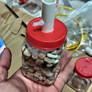 Lọc bio cá guppy 7màu