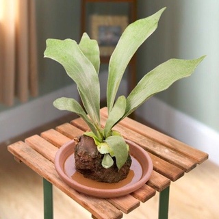 Cây ổ rồng