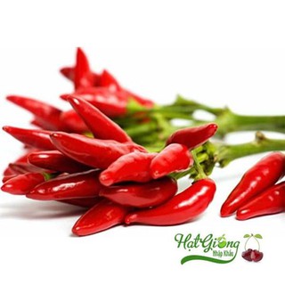 30 Hạt giống ớt chỉ thiên LINH NGOC