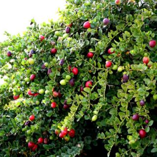 Cây 🌲 Siro... đang trái 1 cốt 1m2