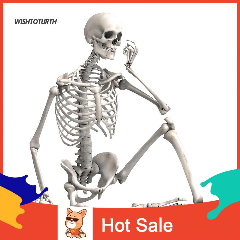 Mô hình bộ xương người nhân tạo 90cm kinh dị làm đạo cụ trang trí Halloween/ nhà