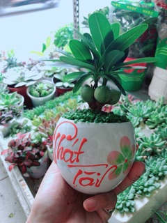 Chậu Cây May Mắn Phát Tài
