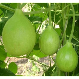 Hạt giống Bầu thiên nga - Gói 3 hạt