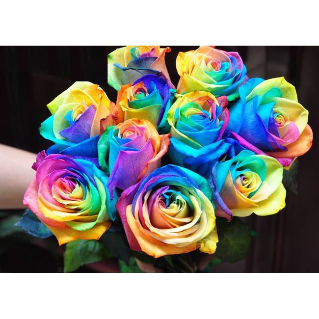 30H - #Hạt_Giống_Hoa_Hồng_Bảy_Màu ( tặng kèm kích mầm và phân bón )