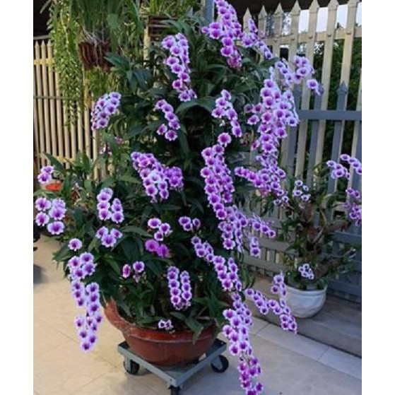 Hoa lan denro thái lan yaya mini chậu size TO hoa quanh năm, hàng đánh thẳng từ thái về