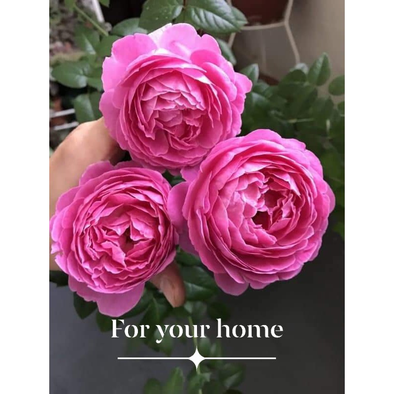 Cây hoa hồng ghép For your home
