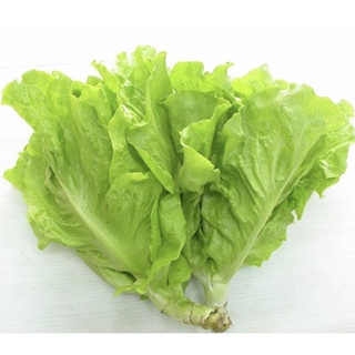 Hạt Giống Rau Xà Lách