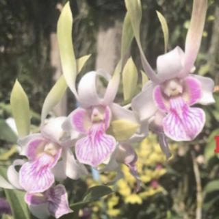 Các loại nắng cây giống
