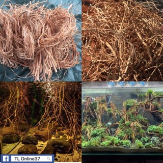 Lũa Rễ Rừng - Trang trí bố cục bể thuỷ sinh bể cá