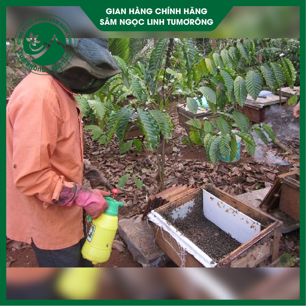 Mật Ong Hoa Cà Phê - Mật Ong Nguyên Chất 100% - Mật Ong Tự Nhiên Tumorong