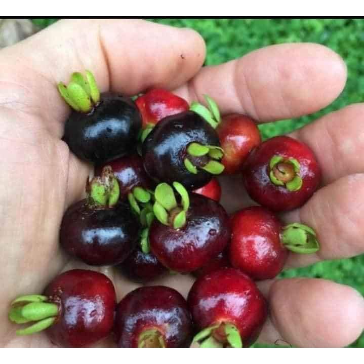 Cây cherry brazin