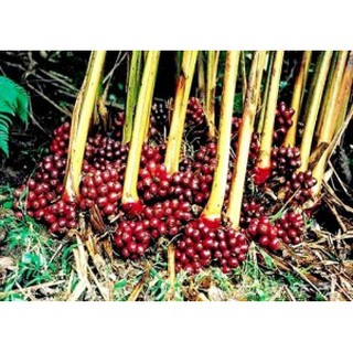 Thảo quả khô (Đã nướng)