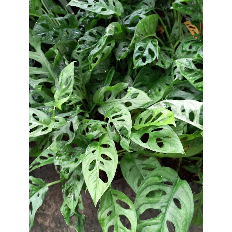 Cây Trầu bà lỗ