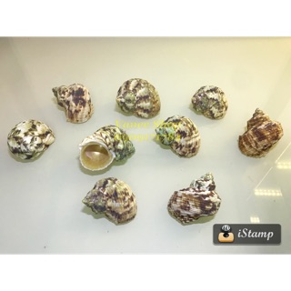 Vỏ ốc mặt trăng