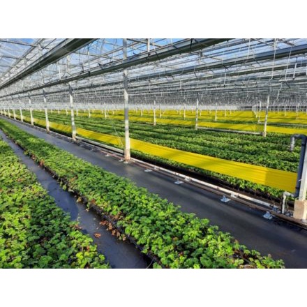 Bẫy Dính Côn Trùng Hàn Quốc 2 Mặt Dính, Cuộn Bẫy Dính Kích Thước 20cmx100m