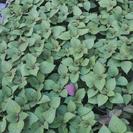 Rau chậu - Tía tô loại 1 TACY'S GARDEN 100% rau sạch nhà vườn trồng