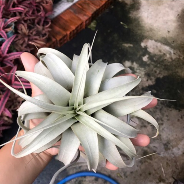 Cây không khí nữ hoàng-Tillandsia xerographica