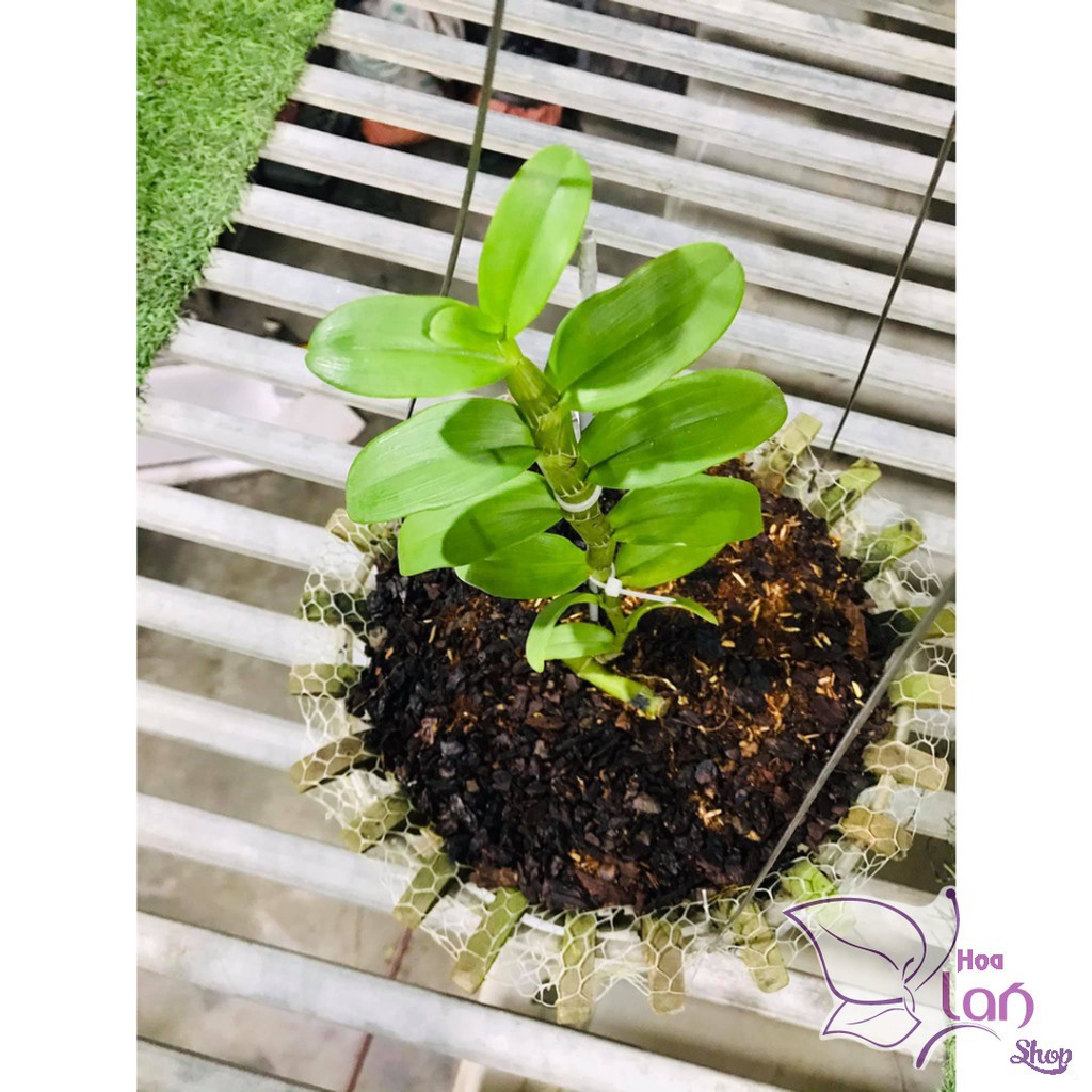 Lan Phi Điệp 🍀FREESHIP🍀 Mít Văn Sơn