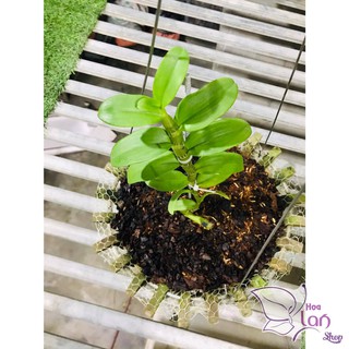Lan Phi Điệp 🍀FREESHIP🍀 Mít Văn Sơn [ Ươm Kie ]