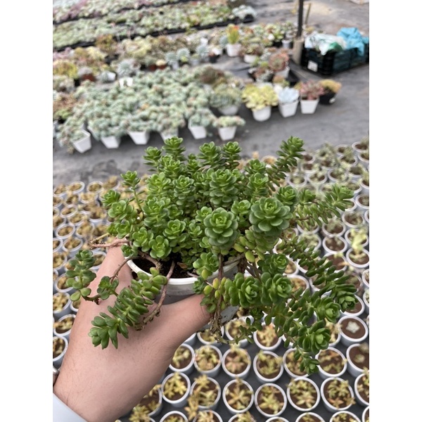 Sen đá sedum hoa hồng xanh SONDA GARDEN size trung bình 10cm, xuất xứ Đà Lạt, khoẻ đẹp, lỗi 1 đổi 1