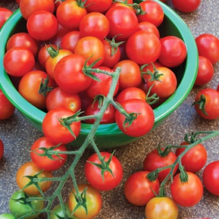 Hạt giống Cà chua bi đỏ