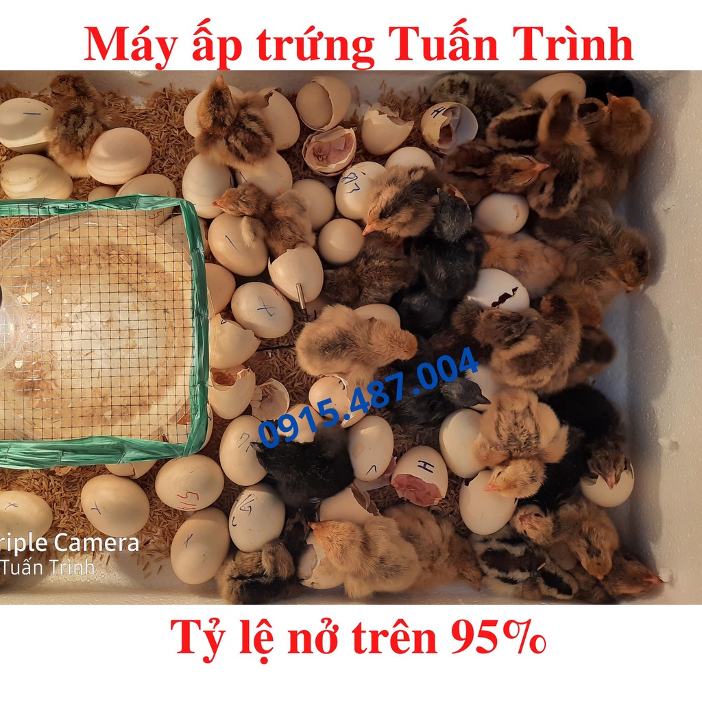 Máy ấp trứng Tuấn Trình