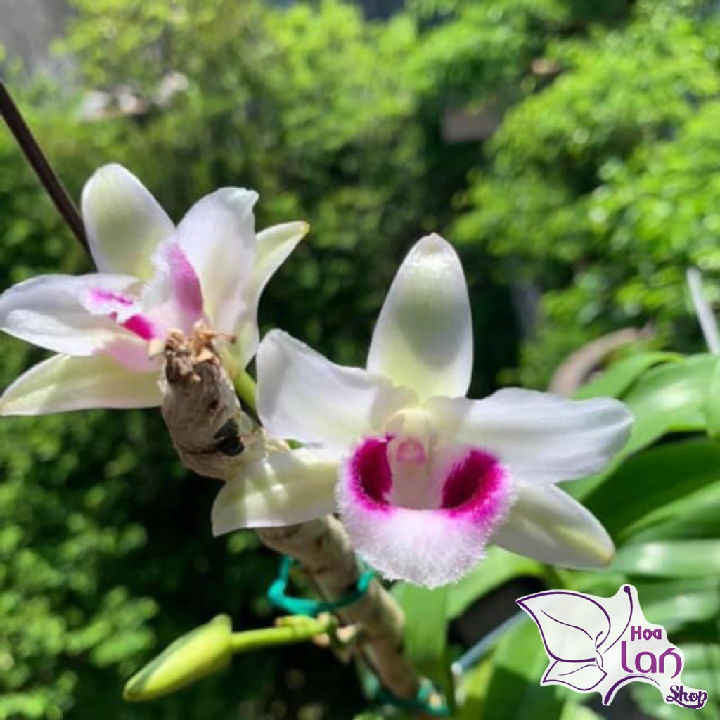 Lan Phi Điệp  🎁Mua 3 Tặng 1🎁  Lá Mít Thân Thủ