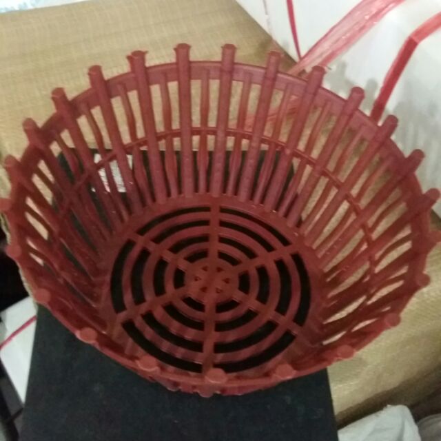 10 chậu phi 20cm trồng lan mới về