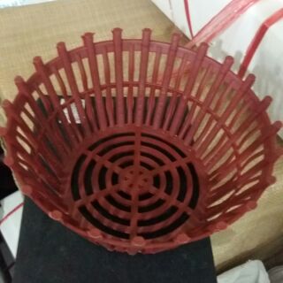 10 chậu phi 20cm trồng lan mới về