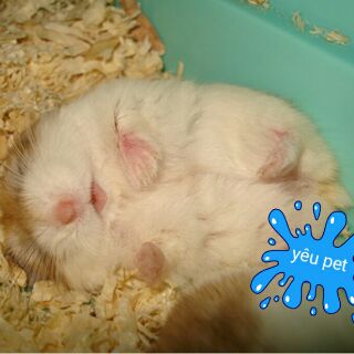 1kg Mùn cưa thơm dành cho hamster