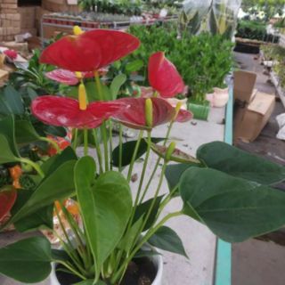 Cây hồng môn