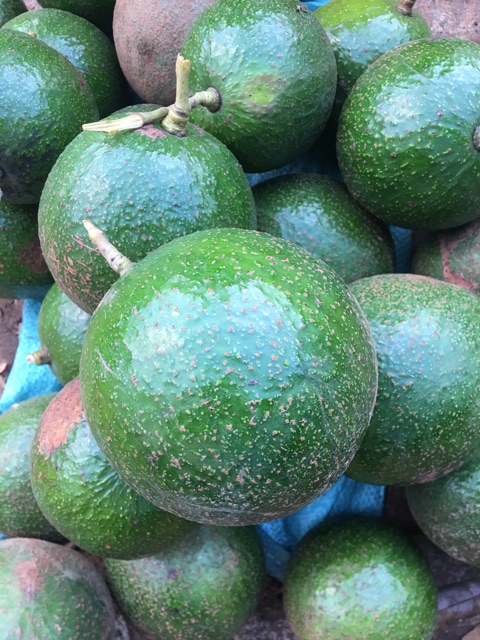 1 kg Bơ Booth tại vườn không qua trung gian quả to đều