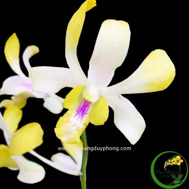 HOA LAN DENDRO NẮNG - THƠM BANANA