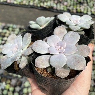 Sen đá hồng dĩa