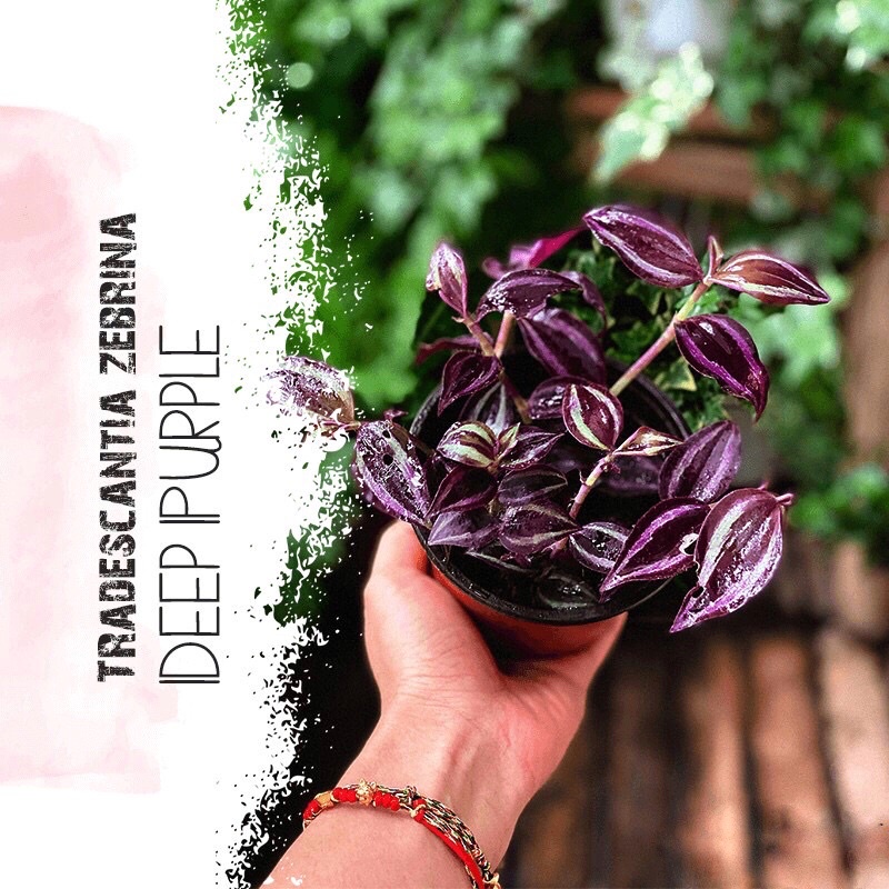 Cây🍀🌱 Tradescantia Zebrina 'Deep Purple' (Thài Lài Siêu Tím Deep Purple)🍀🌱