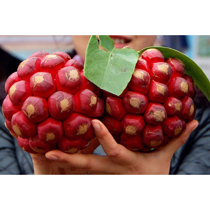 Na Rừng ngâm rượu