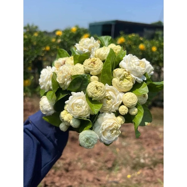 Cây giống nhài 3 lá nhài kép ba lá siêu thơm