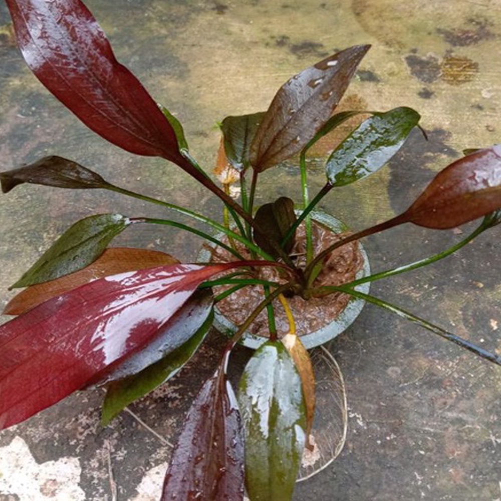 Cây thủy sinh Hồng đản
