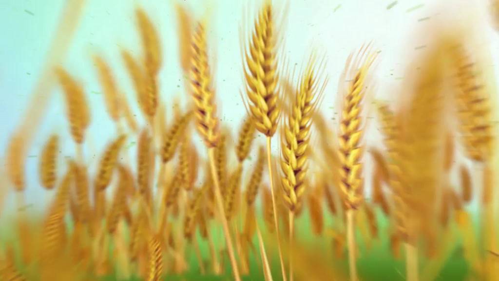 Gạo Đỗ Quyên Vinh Hiển 5kg - Dẻo vừa, mềm, cơm ngon | BigBuy360 - bigbuy360.vn