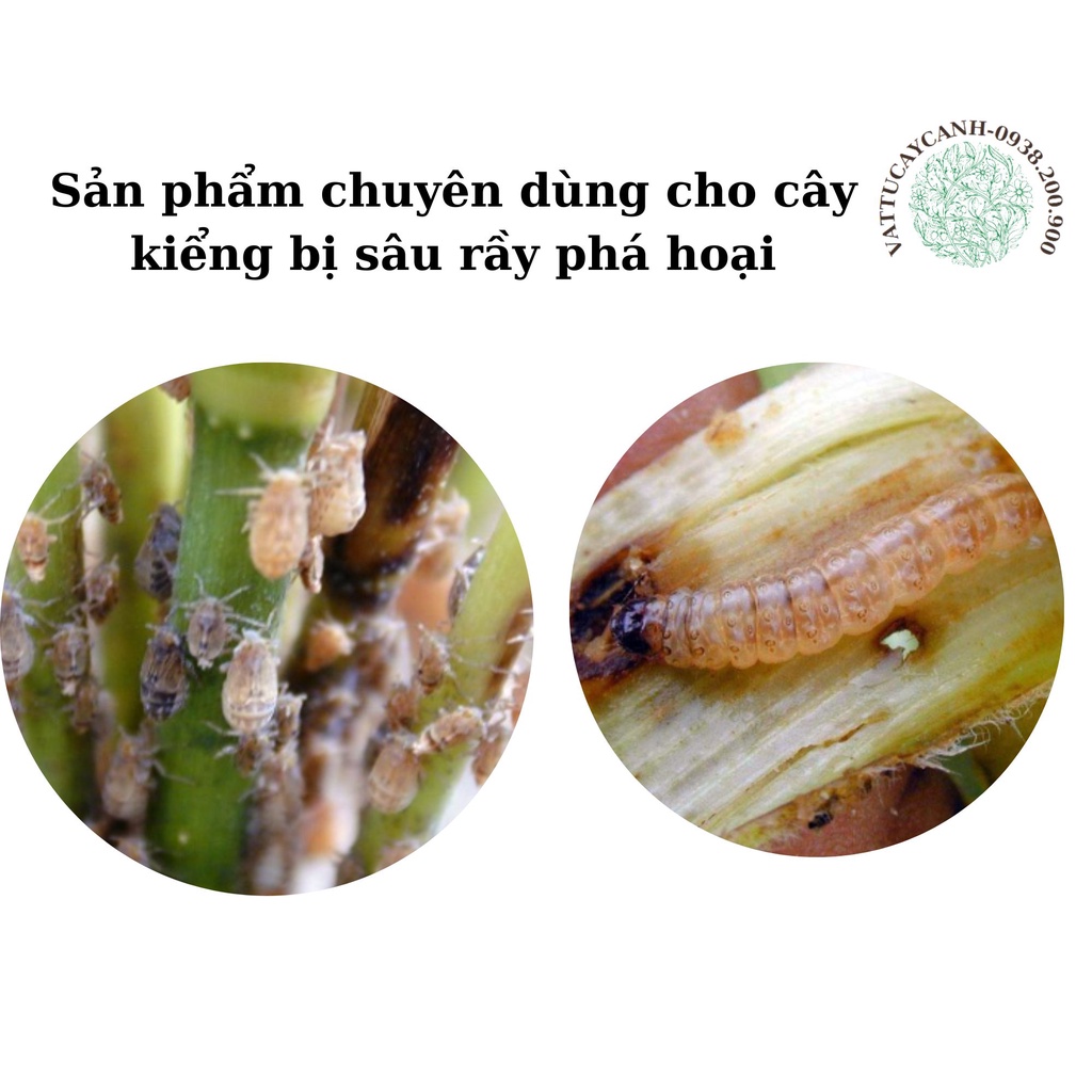 Sản phẩm chuyên dùng cho cây kiểng bị sâu rầy phá hoại hiệu quả