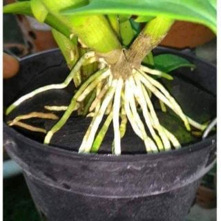 KÍCH RỄ THÁI LAN EXOTIC