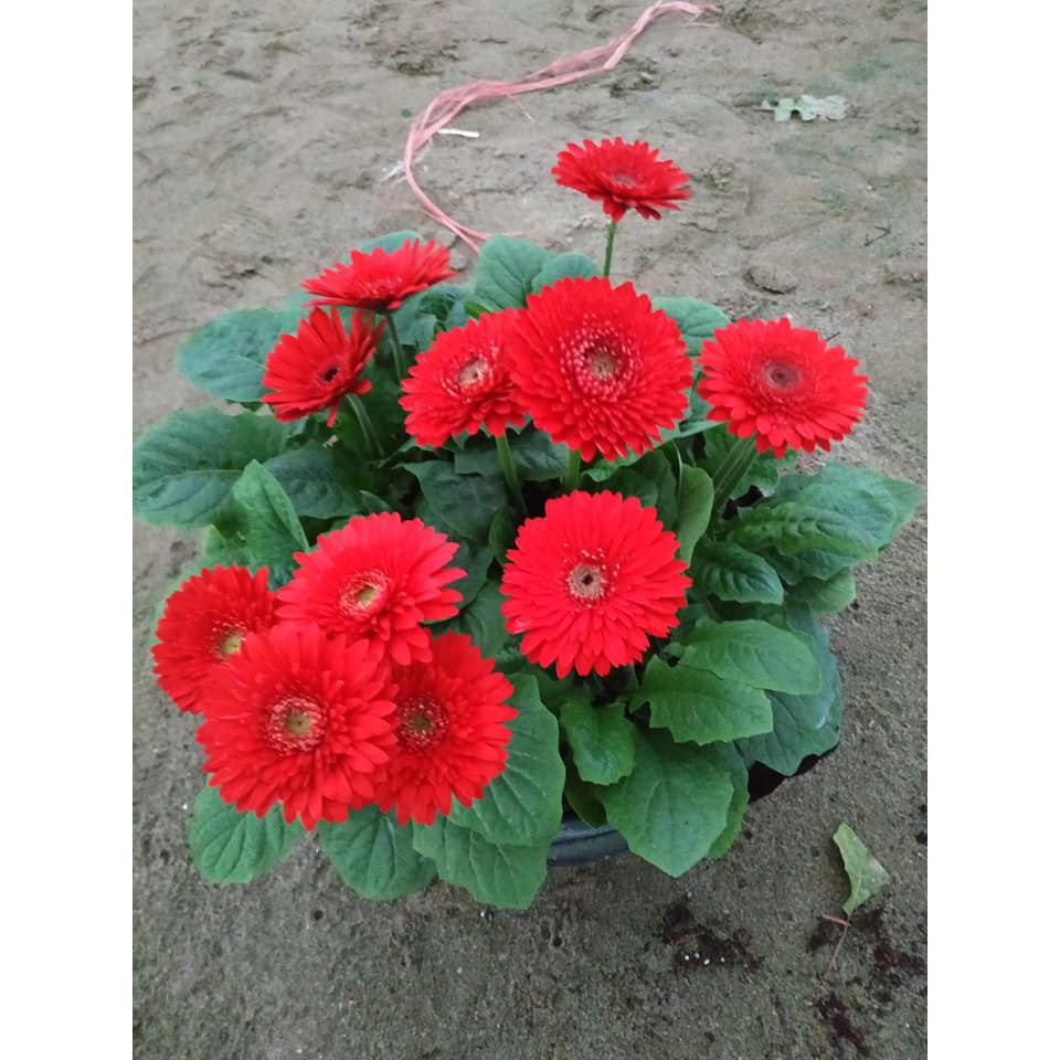 Cây giống hoa đồng tiền lùn 5 cây