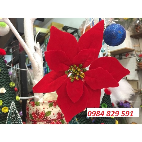 Hoa Trạng Nguyên Trang Trí Noel