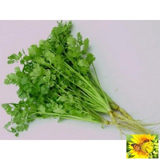 Hạt giống ngò rí (rau mùi) 10g